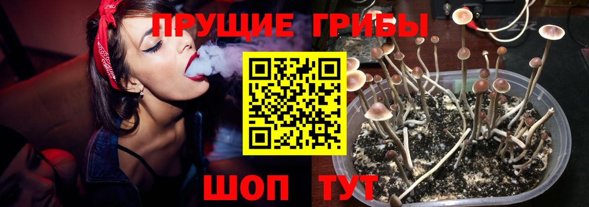 Псилоцибиновые грибы прущие грибы  Вход с VPN  Топки  Псилоцибиновые грибы Psilocybine cubensis 